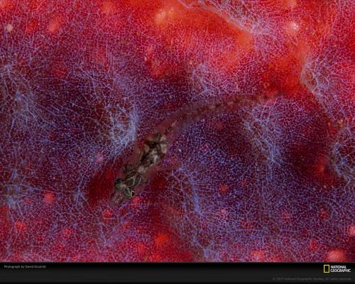 Подводные жители океана. 