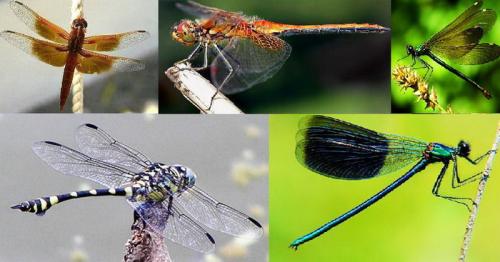 Интересные факты о стрекозах. Интересные факты про стрекоз 21