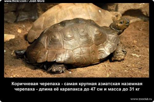 Интересные факты о черепахах. 10 интересных фактов о черепахах. 14