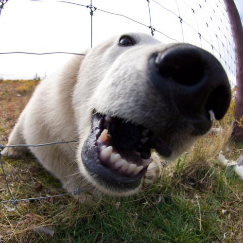 Белый медведь где живет. Где живут белые медведи в закладки 1