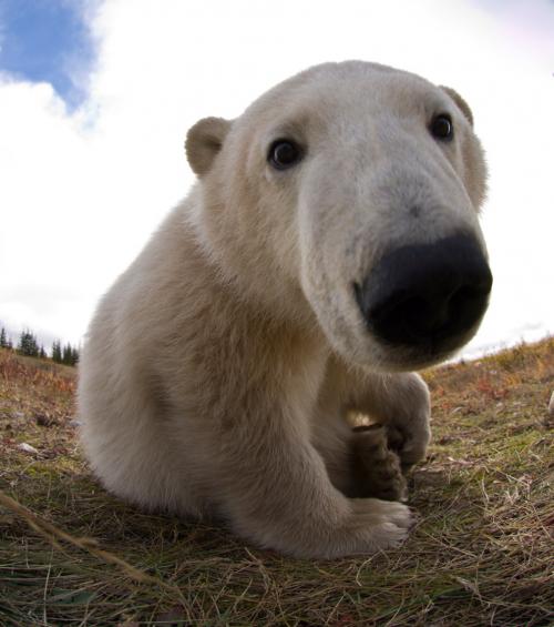 Белый медведь где живет. Где живут белые медведи в закладки 1