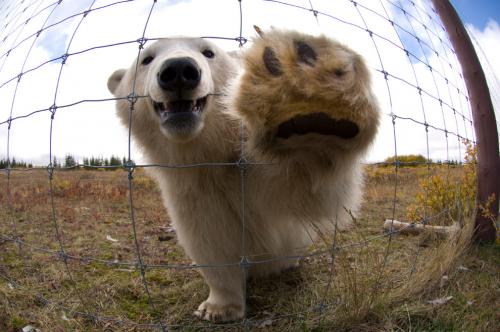 Белый медведь где живет. Где живут белые медведи в закладки 1