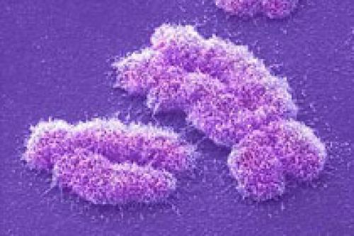 11 хромосома. Расшифрованы 11и 12 хромосомы человека