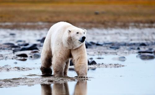 Белый медведь где живет. Где живут белые медведи в закладки 1