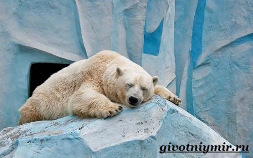 Сколько лет живут белые медведи в дикой природе и неволе? Особенности и среда обитания