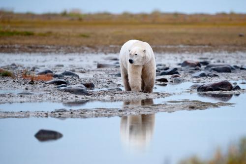 Белый медведь где живет. Где живут белые медведи в закладки 1