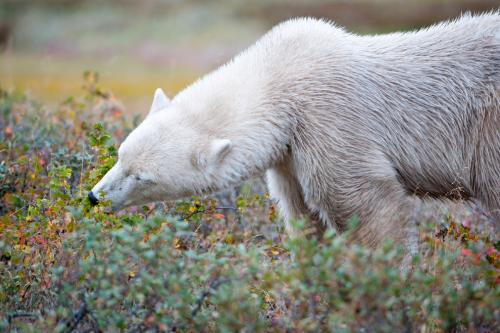 Белый медведь где живет. Где живут белые медведи в закладки 1
