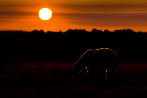 Белый медведь где живет. Где живут белые медведи в закладки 1