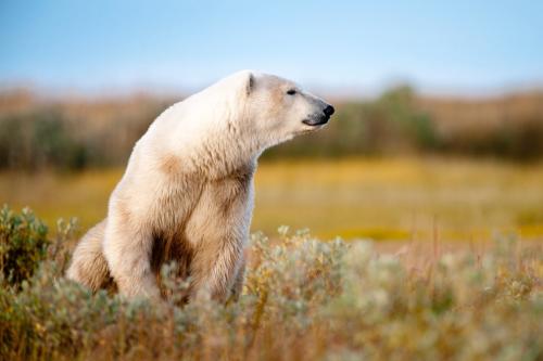 Белый медведь где живет. Где живут белые медведи в закладки 1