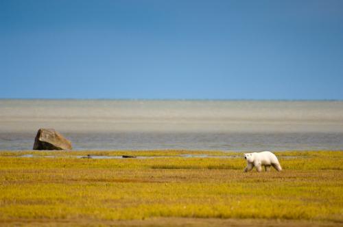 Белый медведь где живет. Где живут белые медведи в закладки 1