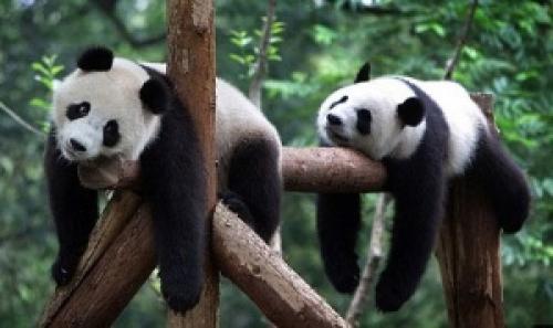 Сколько весит белый медведь. Сколько весит медведь?