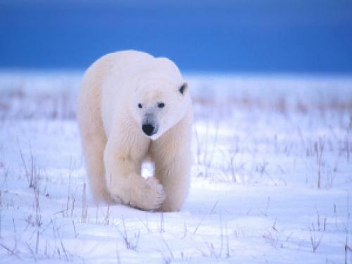 Сколько весит белый медведь. Сколько весит медведь?