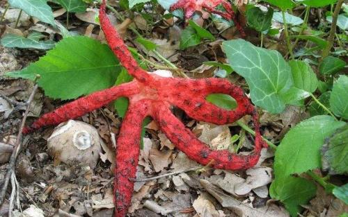 Необычные грибы. Самые необычные представители грибного царства