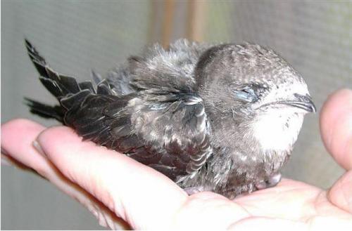 Стриж чем кормить. Черный стриж: чем кормить в домашних условиях птенца и взрослую особь?