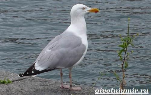 Чайка птица. Птица чайка. Образ жизни и среда обитания чайки