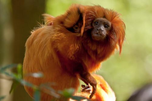 Золотистая игрунка. Золотистый львиный тамарин