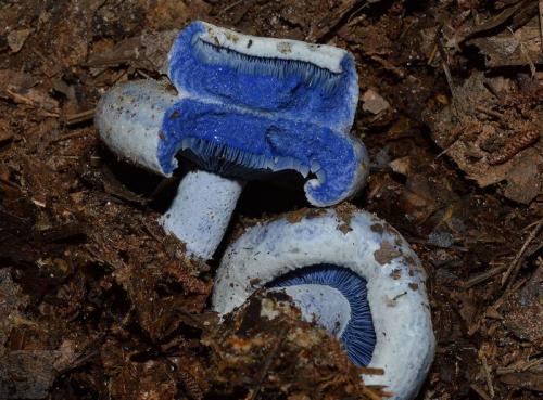 Млечник голубой гриб. Млечник: фото и описание рода грибов. Как выглядят млечники?