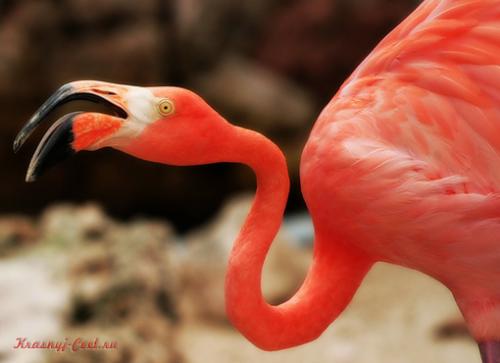 Красный фламинго — птица необыкновенной красоты, обитающая на Карибских островах