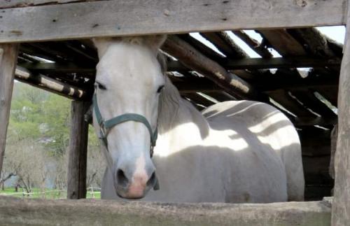 Ясная поляна. Усадьба Льва Толстого