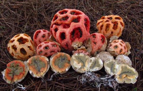 Решеточник красный. Описание и места распространения решеточника красного