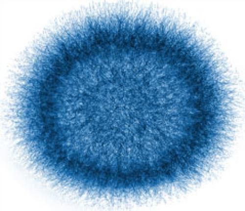 Что такое плесень. Плесень: что такое, какой бывает и почему появляется