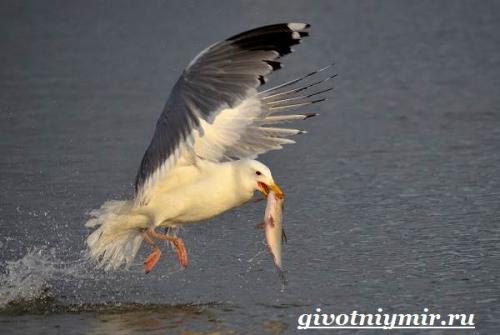 Чайка птица. Птица чайка. Образ жизни и среда обитания чайки