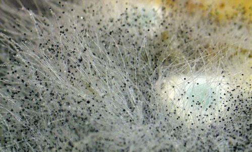 Черная плесень