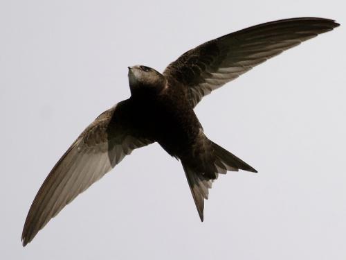 Миграция стрижей. Где живут птицы стрижи, когда они прилетают, как выглядят на фото