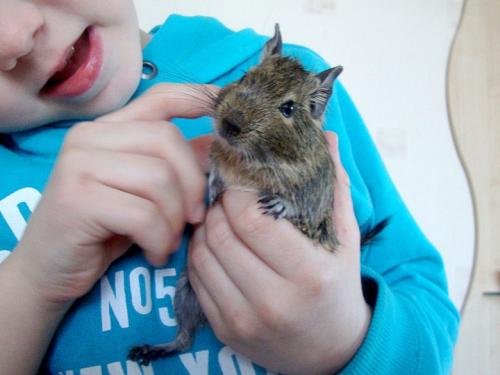 Дегу, маленькая домашняя белка