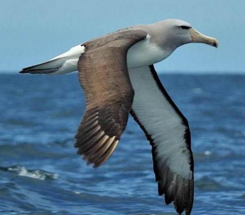 Альбатрос спит в полете. Описание и особенности