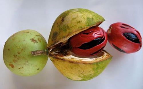 Факты о кулинарии. Интересные факты из мира кулинарии