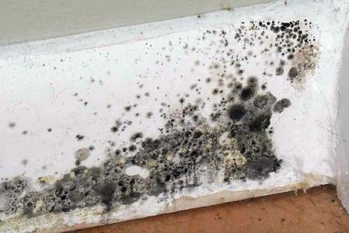 Черная плесень