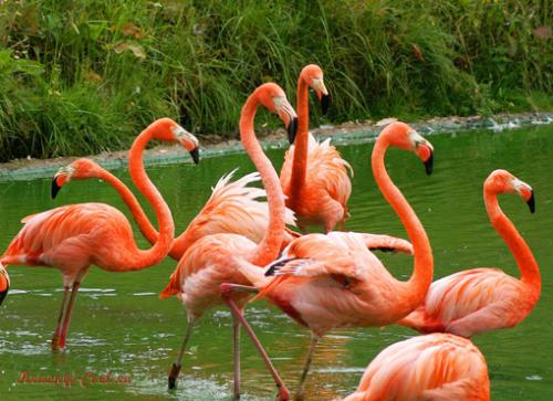 Красный фламинго — птица необыкновенной красоты, обитающая на Карибских островах