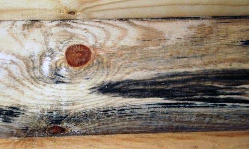 Белая плесень на досках. Как убрать черную плесень на досках (Рекомендации)