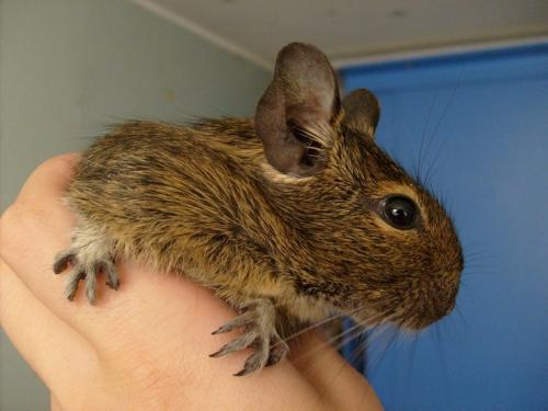 Дегу, маленькая домашняя белка