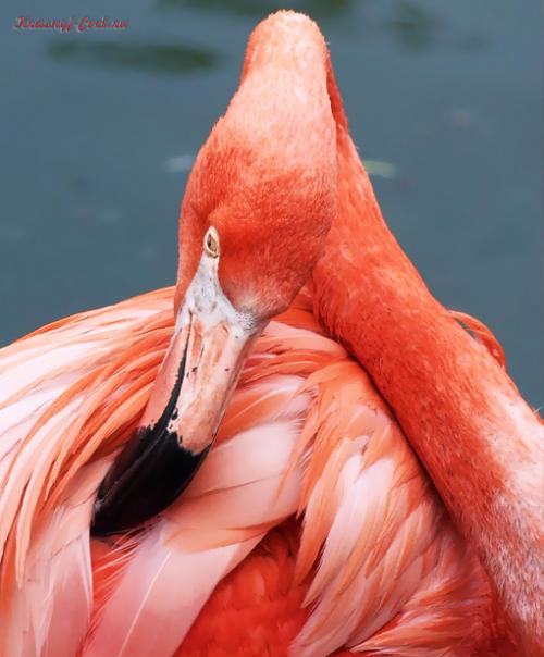 Красный фламинго — птица необыкновенной красоты, обитающая на Карибских островах