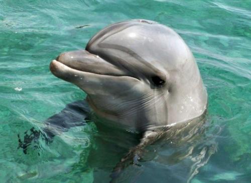 Интересные факты о Первой мировой войне