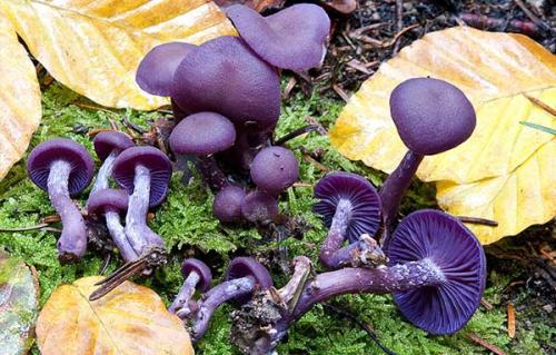 Лаковица аметистовая. Распространение и описание гриба лаковицы аметистовой (лиловой)