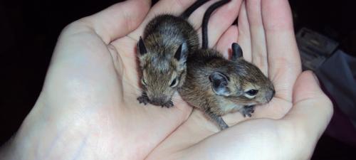 Дегу, маленькая домашняя белка