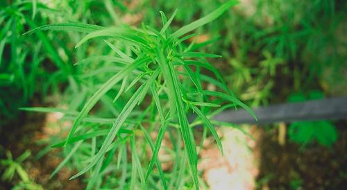 Трава тархун. Полезные свойства травы тархун и ее применение в кулинарии