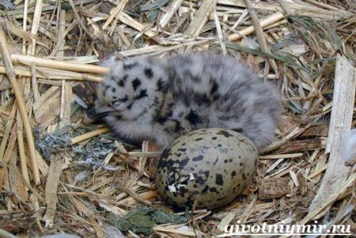 Чайка птица. Птица чайка. Образ жизни и среда обитания чайки