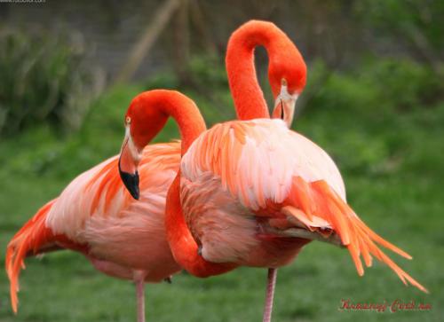 Красный фламинго — птица необыкновенной красоты, обитающая на Карибских островах