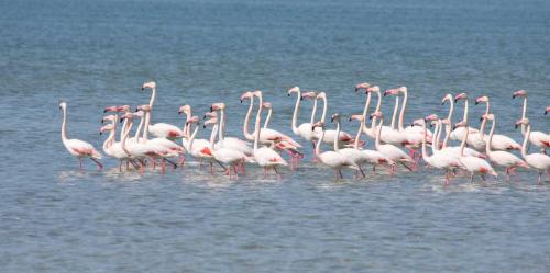 Где живут фламинго и как?