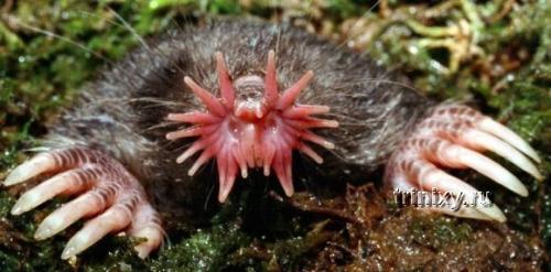 Необьяснимые существа. Самые странные существа на планете (фото)