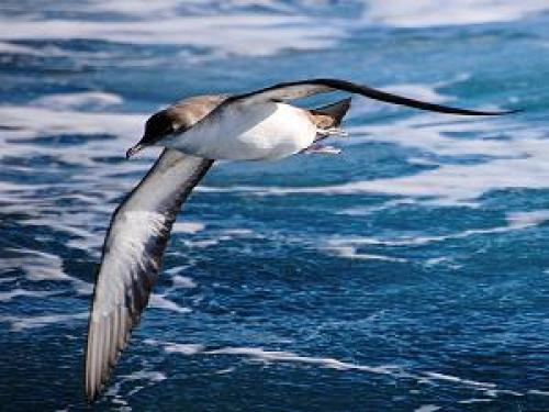 Буревестник: птица непогоды и символ моря