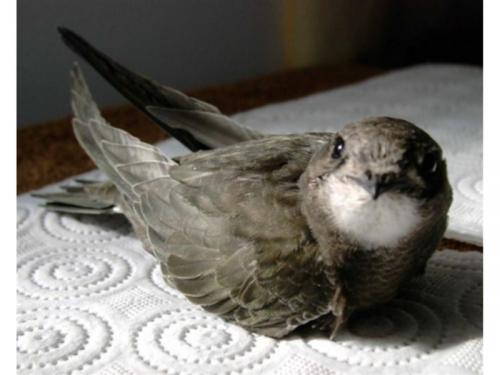 Миграция стрижей. Где живут птицы стрижи, когда они прилетают, как выглядят на фото