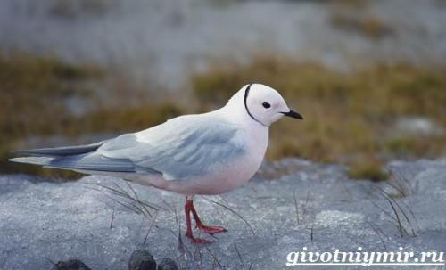 Чайка птица. Птица чайка. Образ жизни и среда обитания чайки