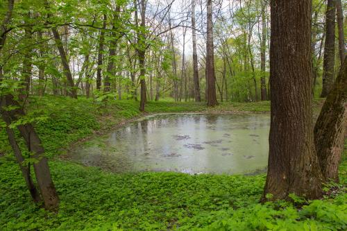 ЯСНАЯ Поляна интересные факты. Прогулка по Ясной поляне