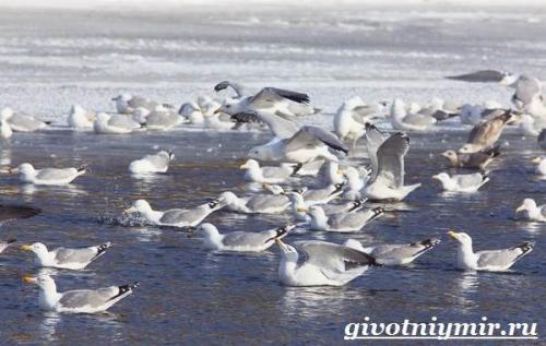 Чайка птица. Птица чайка. Образ жизни и среда обитания чайки