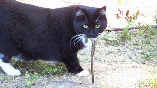Змея в доме сонник. Змея в доме толкование сонника